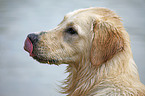 Golden Retriever Rde