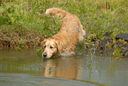 badender Golden Retriever