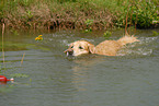 schwimmender Golden Retriever