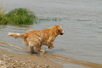 rennender Golden Retriever