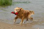 rennender Golden Retriever