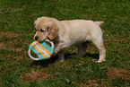 spielender Golden Retriever Welpe