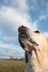 Golden Retriever Portrait