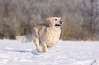 rennender Golden Retriever