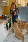 Frau fttert Golden Retriever