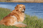 Golden Retriever Rde