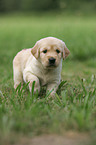 Golden Retriever Welpe