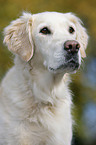 Golden Retriever Portrait