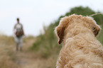 Mensch und Golden Retriever