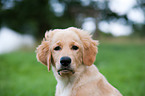 Golden Retriever Welpe