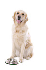 sitzender Golden Retriever