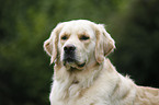 Golden Retriever Portrait