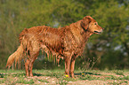 stehender Golden Retriever