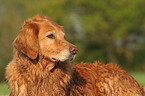 Golden Retriever Portrait