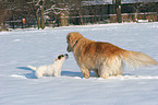 2 Hunde im Schnee