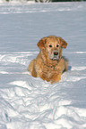 liegender Golden Retriever