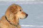 Golden Retriever Portrait