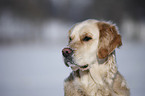 Golden Retriever Portrait