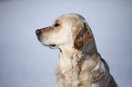 Golden Retriever Portrait