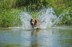 rennender Golden Retriever