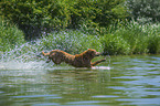 rennender Golden Retriever