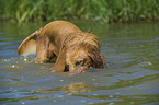 badender Golden Retriever