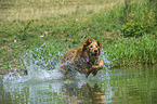 springender Golden Retriever