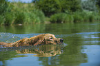 schwimmender Golden Retriever