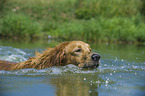 schwimmender Golden Retriever