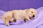 Golden Retriever Welpe