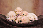 5 Golden Retriever Welpen