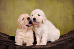 2 Golden Retriever Welpen