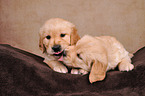 2 Golden Retriever Welpen