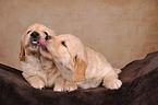 2 Golden Retriever Welpen