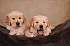 2 Golden Retriever Welpen