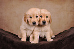 2 Golden Retriever Welpen