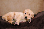 Golden Retriever Welpe