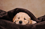 Golden Retriever Welpe