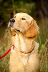 Golden Retriever Portrait