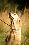 Golden Retriever Portrait