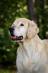 Golden Retriever Portrait