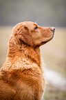 Golden Retriever Portrait