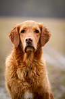 Golden Retriever Portrait