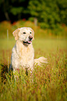 Golden Retriever Portrait