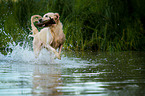 apportierender Golden Retriever