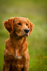 Golden Retriever Portrait