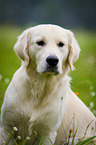 Golden Retriever Portrait