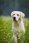 Golden Retriever Portrait