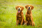 2 Golden Retriever