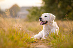 liegender Golden Retriever